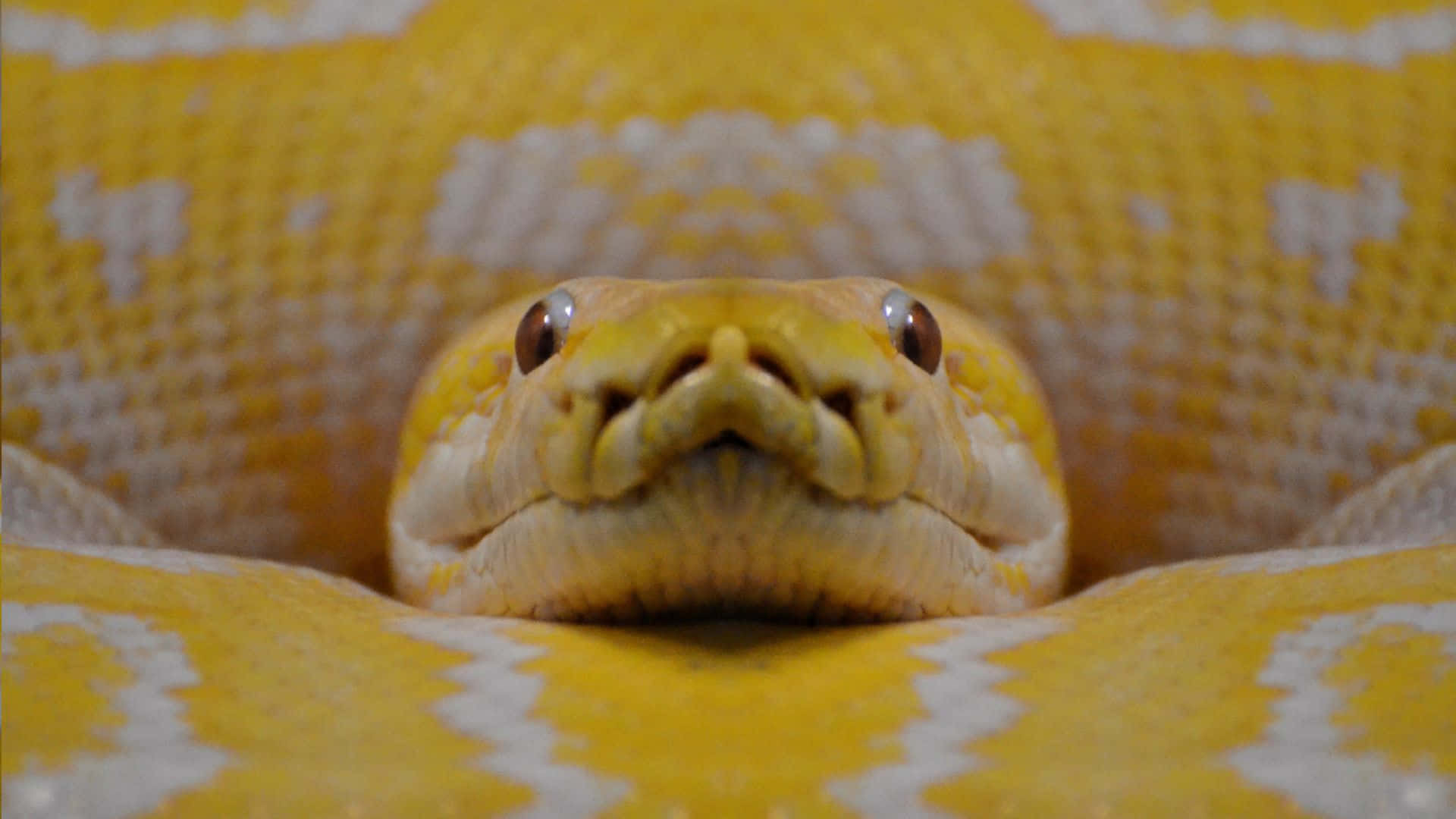 Close Up Yellow Anaconda Wallpaper