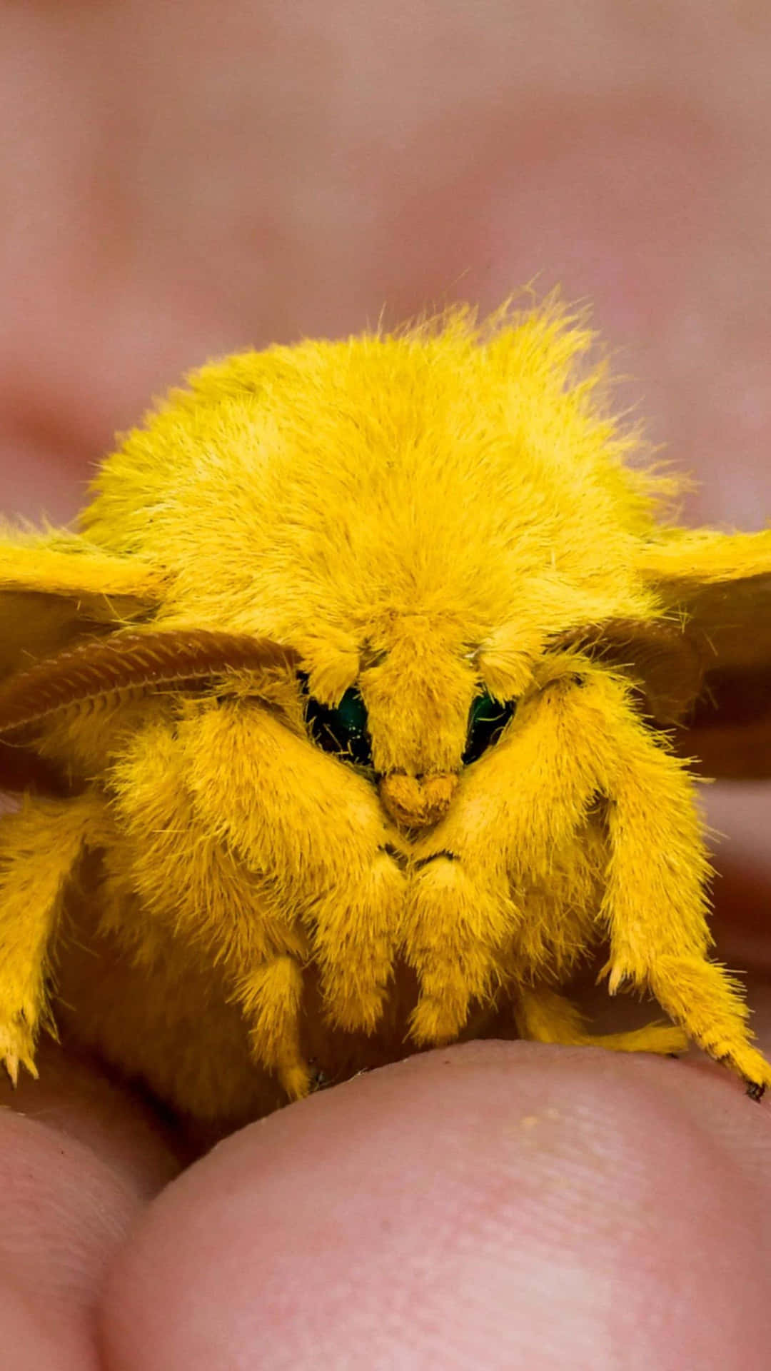 Close Up Yellow Io Moth Wallpaper