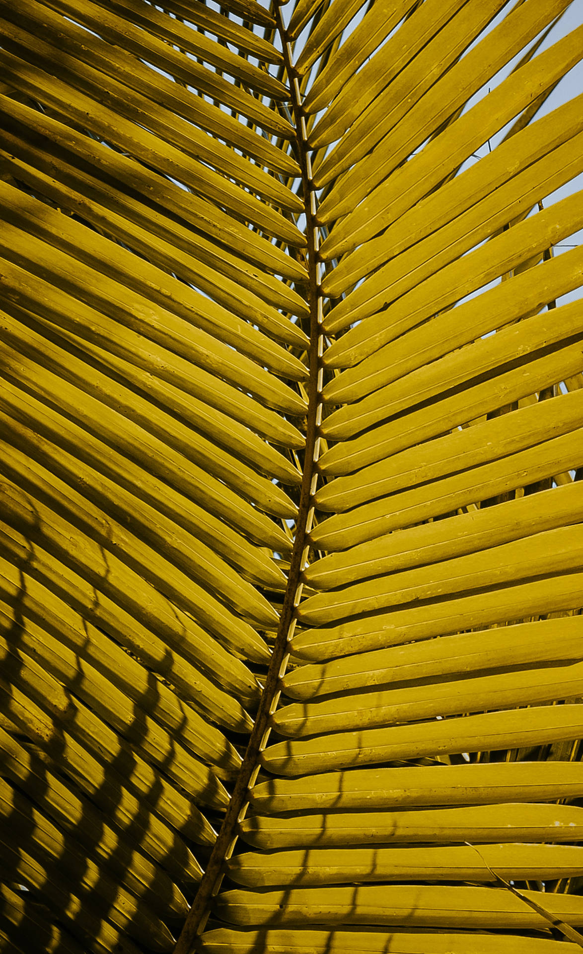 Thoughtful Reflections with a Yellow Palm Leaf Wallpaper