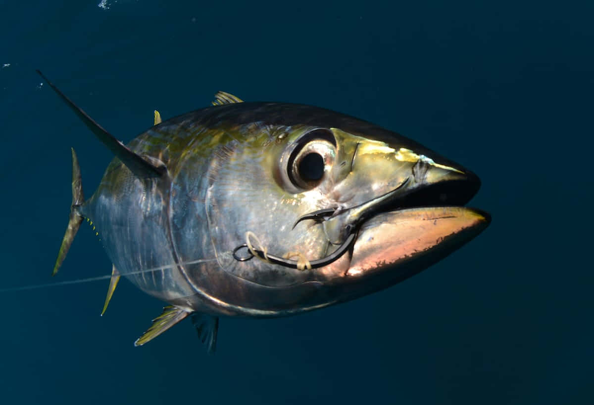 Close Up Yellowfin Tuna Wallpaper