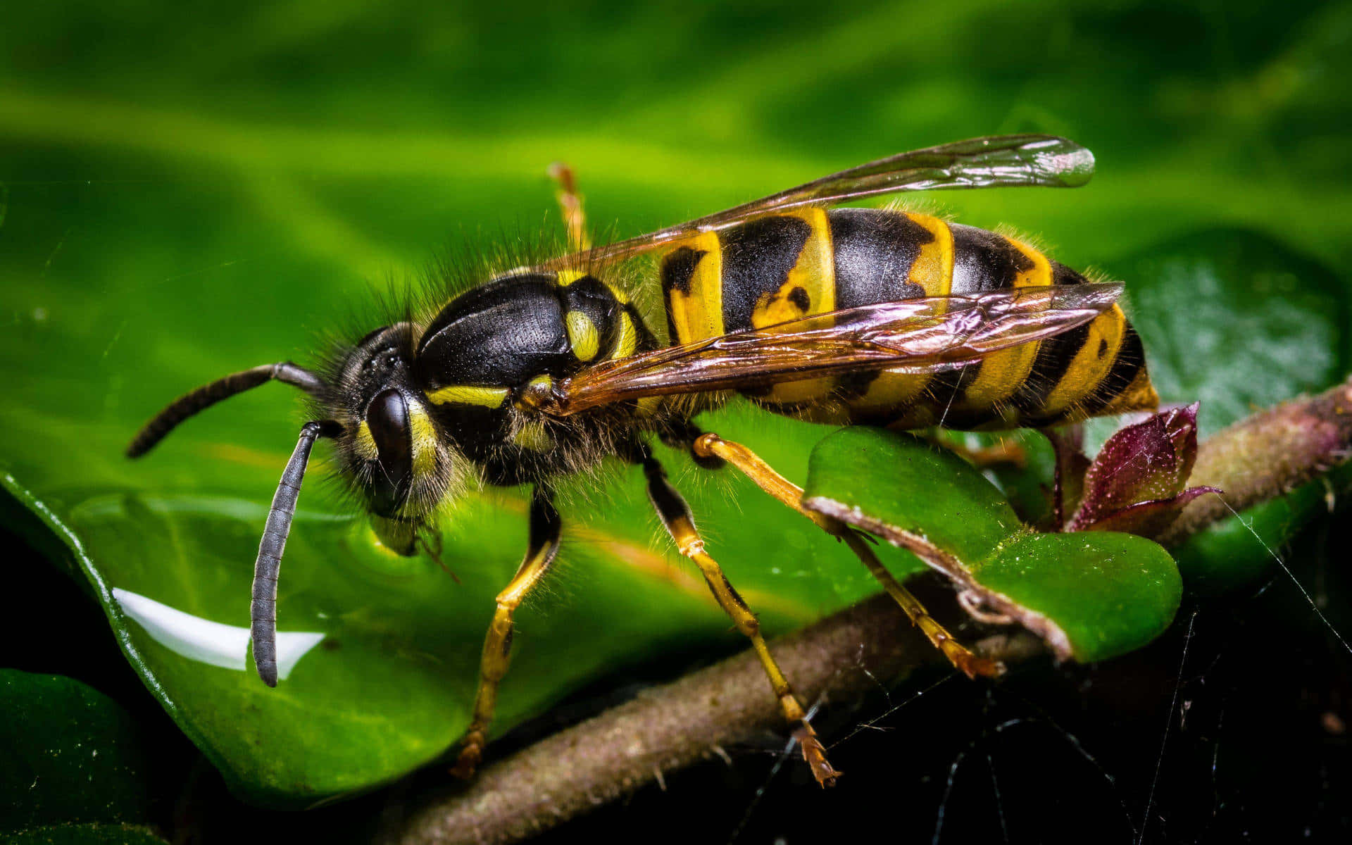 Close Up Yellowjacket On Green Leaf Wallpaper