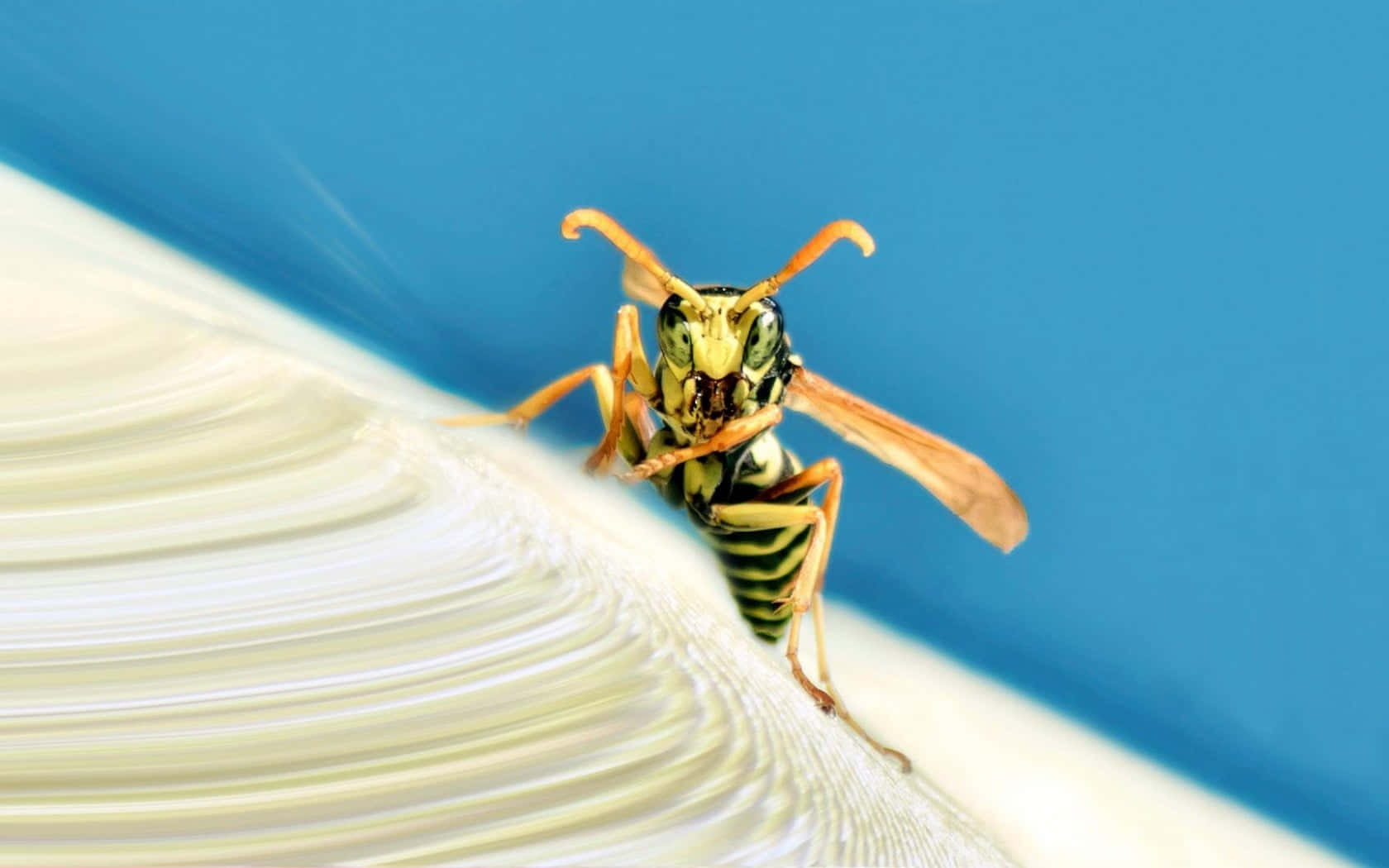 Close Up Yellowjacket On White Surface Wallpaper