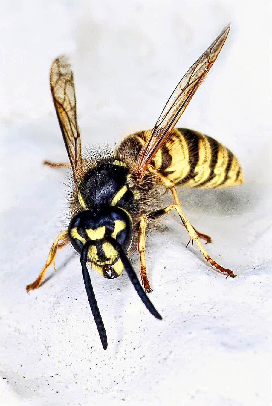 Close Up Yellowjacket Wasp Wallpaper