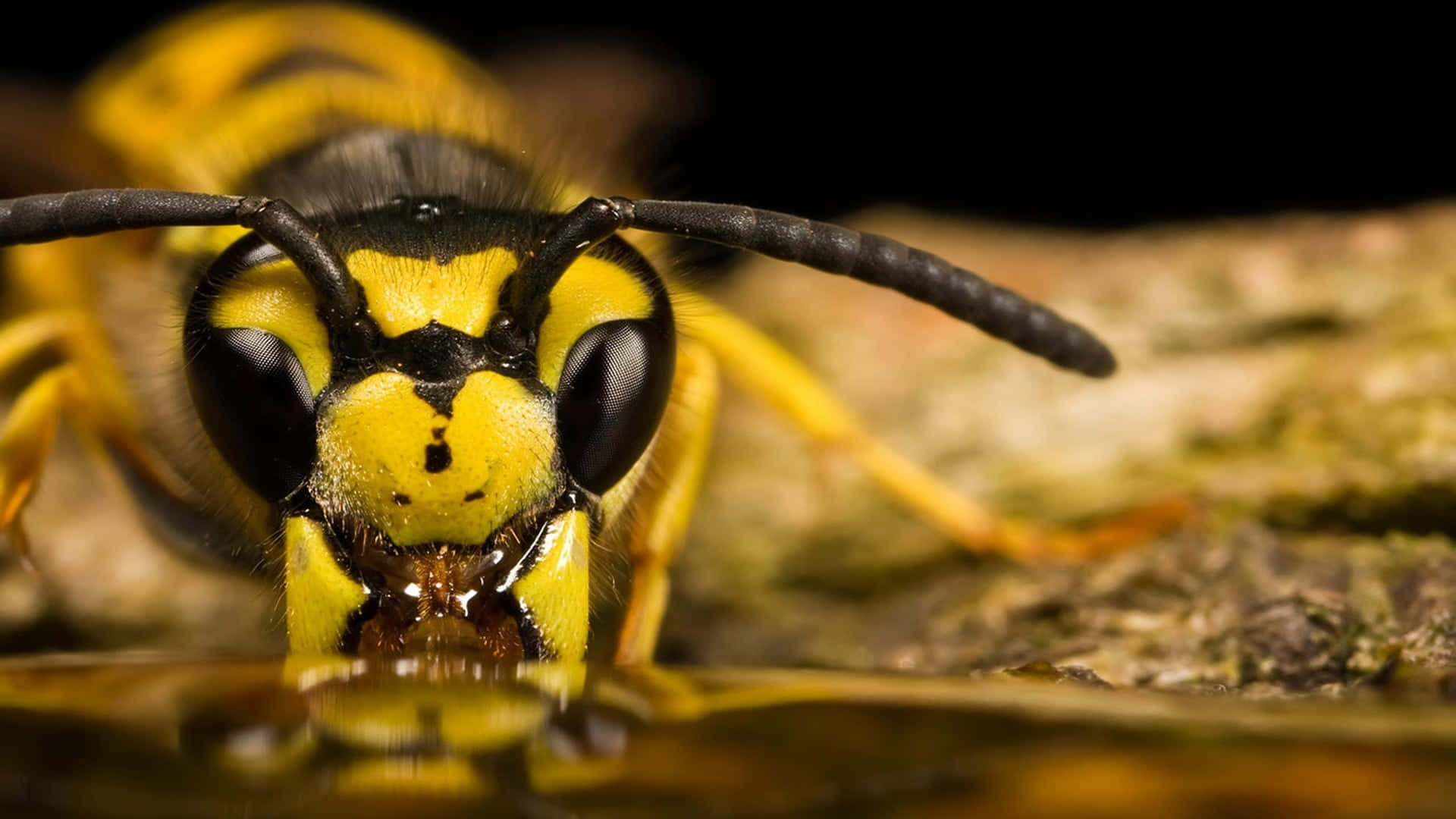 Close Up Yellowjacket Wasp Wallpaper