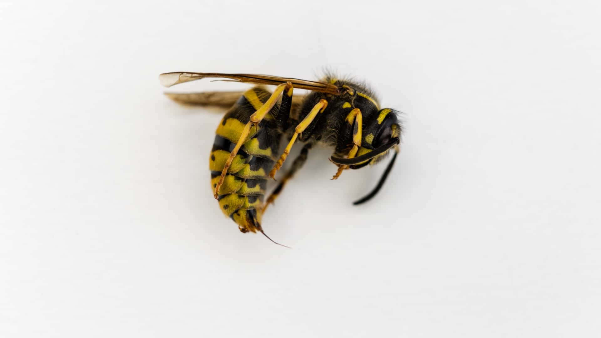 Close Up Yellowjacket Wasp White Background Wallpaper
