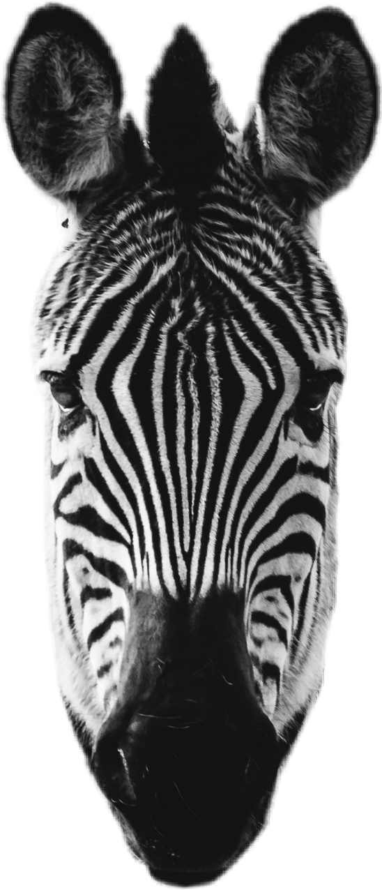 Close Up Zebra Head Portrait PNG