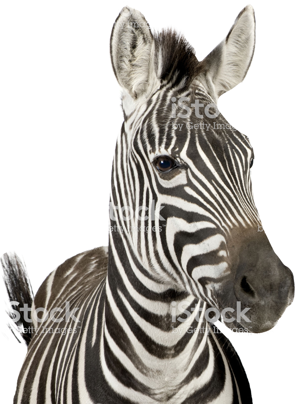Close Up Zebra Portrait PNG
