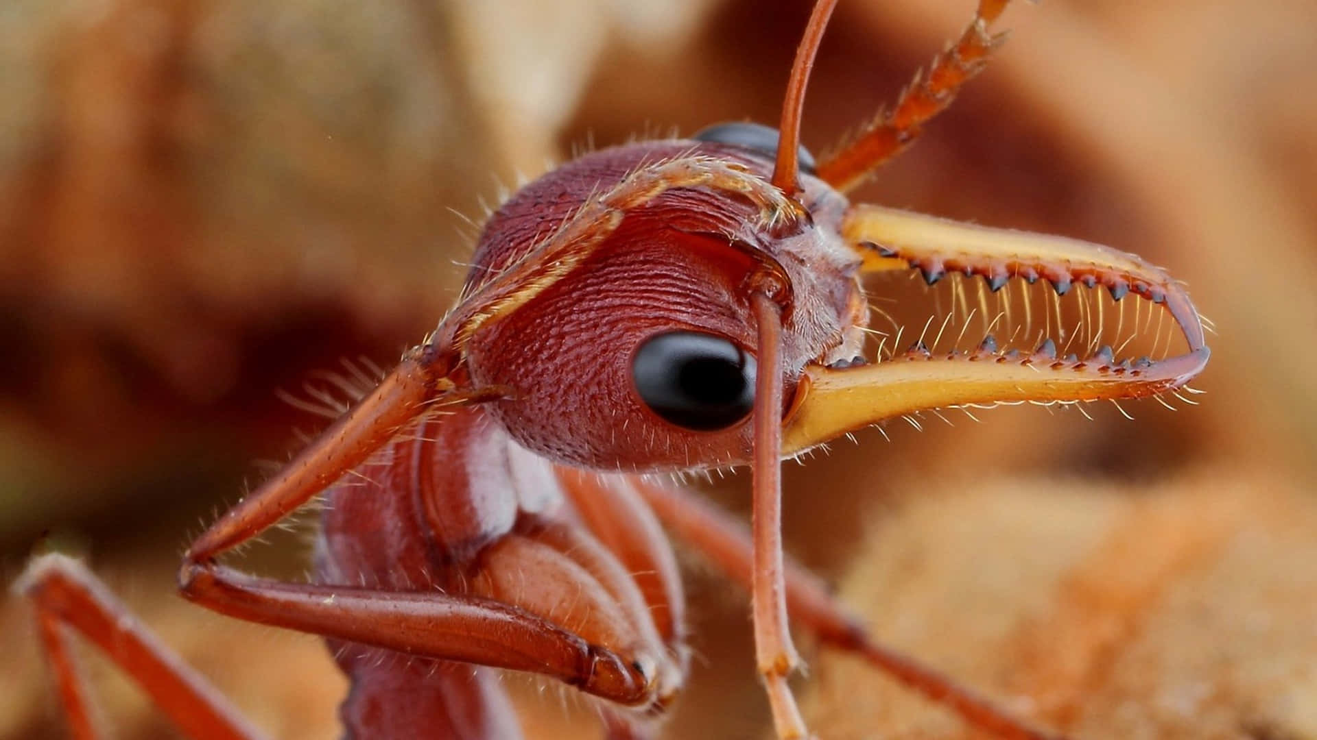 Close Upof Argentine Ant Wallpaper