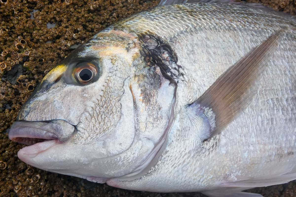 Close Upof Bream Fish Wallpaper