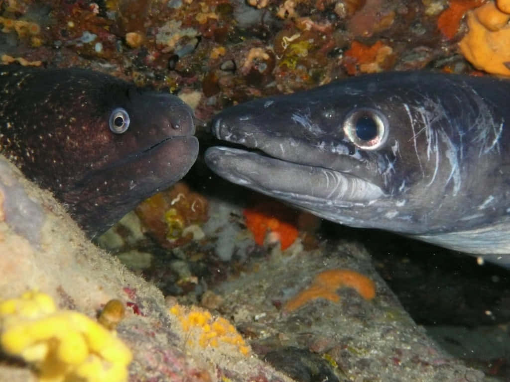 Close Upof Conger Eels Wallpaper