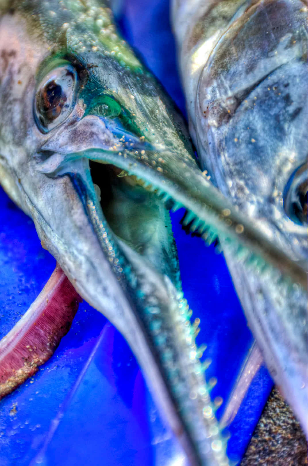 Download Close Upof Needlefish Mouthand Eyes Wallpaper | Wallpapers.com