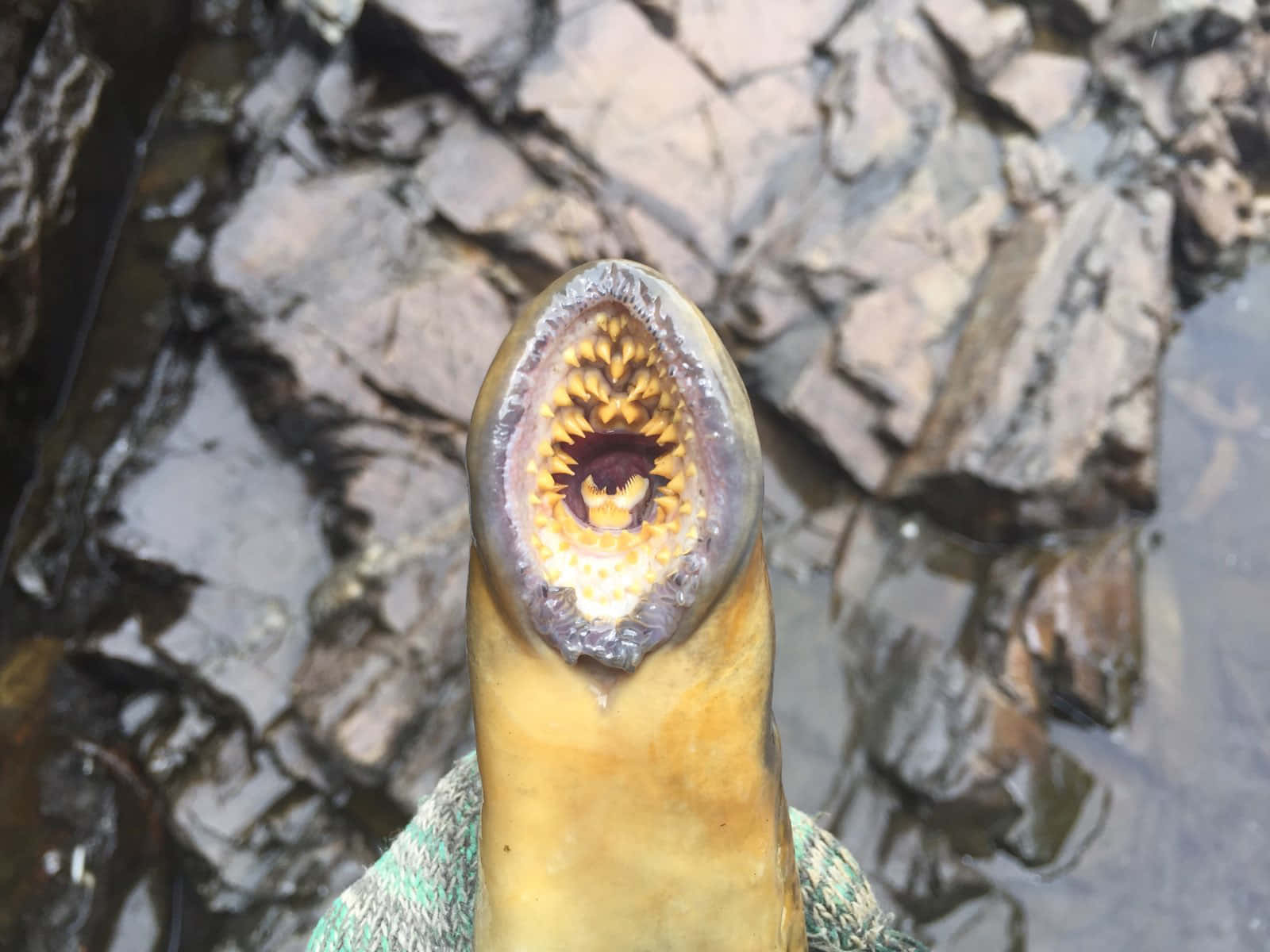 Close Upof Sea Lamprey Mouth Wallpaper