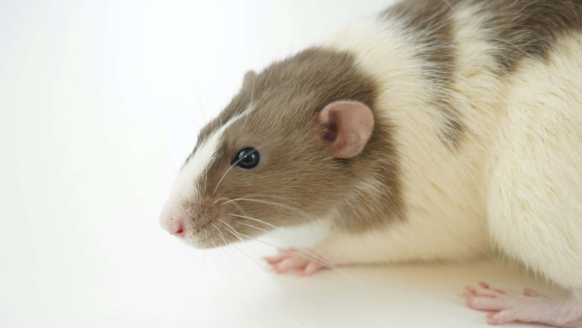 Close Upofa Brownand White Rat Wallpaper