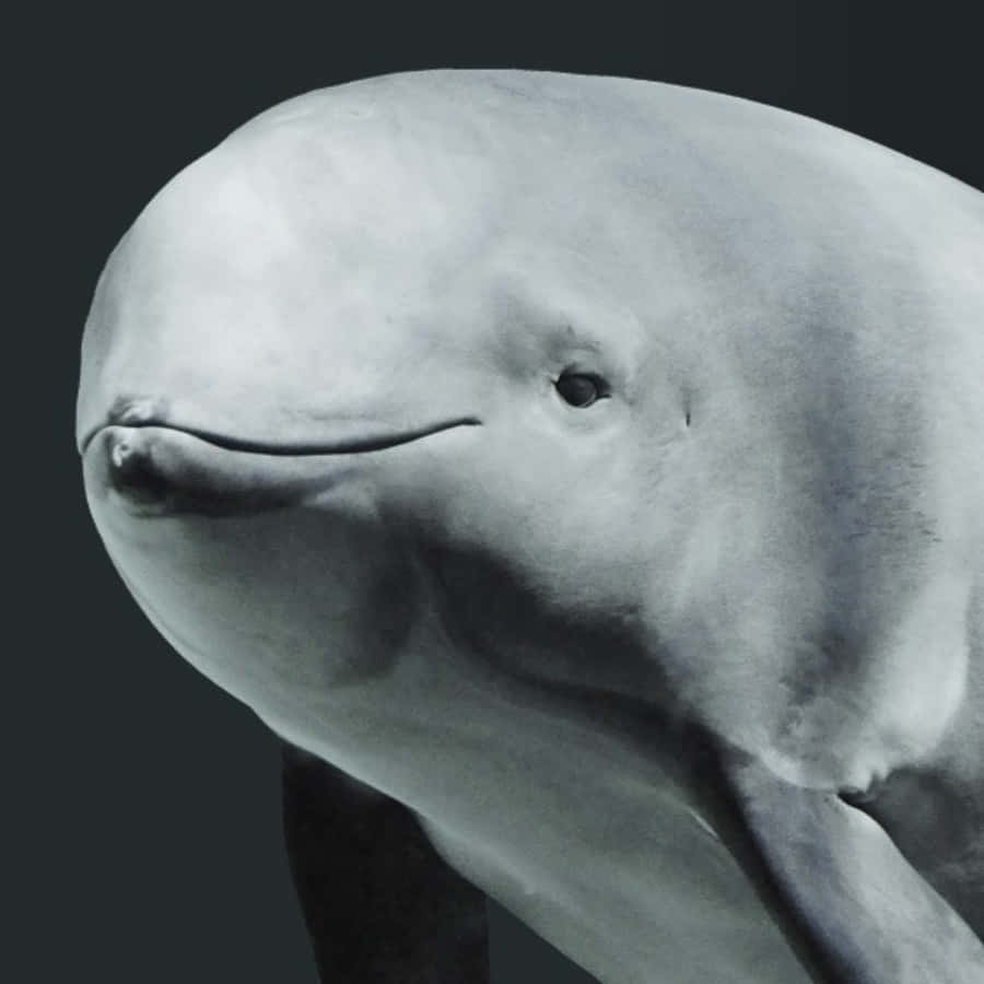 Close Upofa Porpoise Face Wallpaper