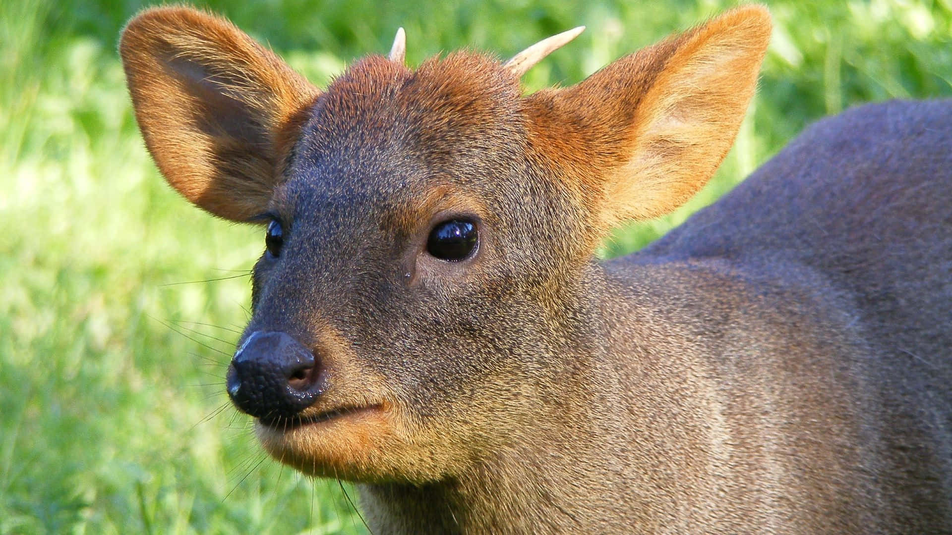 Lähikuva Pudu Peuran Kasvosta Taustakuva