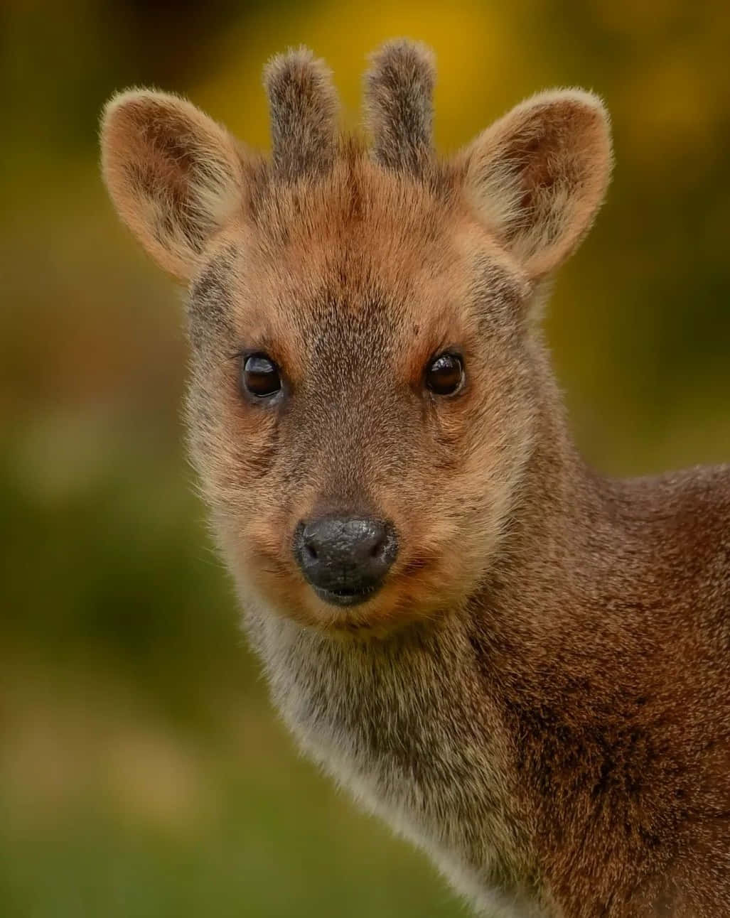 Close Up Van Een Pudu Hert Achtergrond