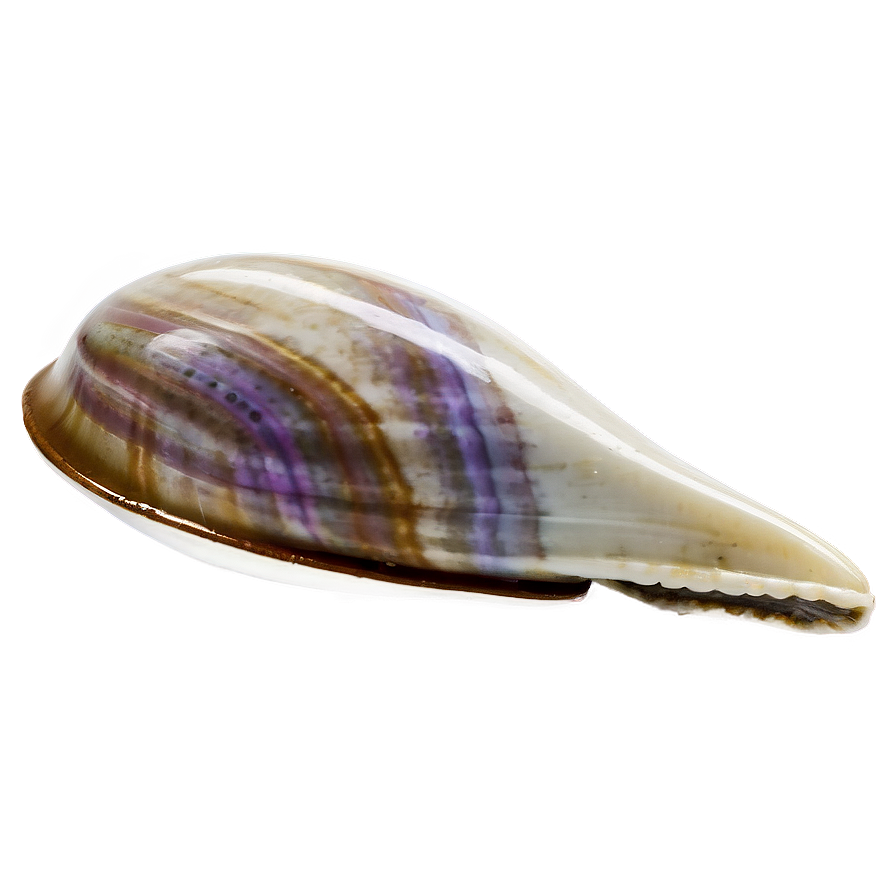 Closed Clam Shell Png 05242024 PNG