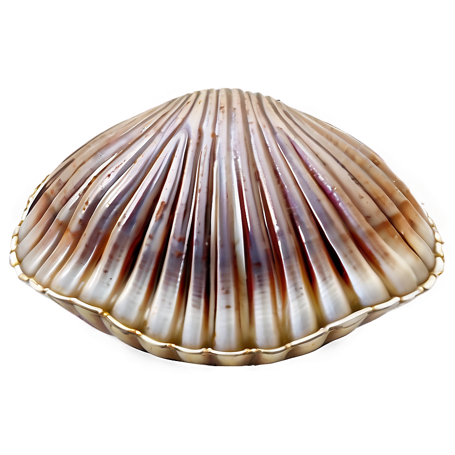 Closed Clam Shell Png 05242024 PNG