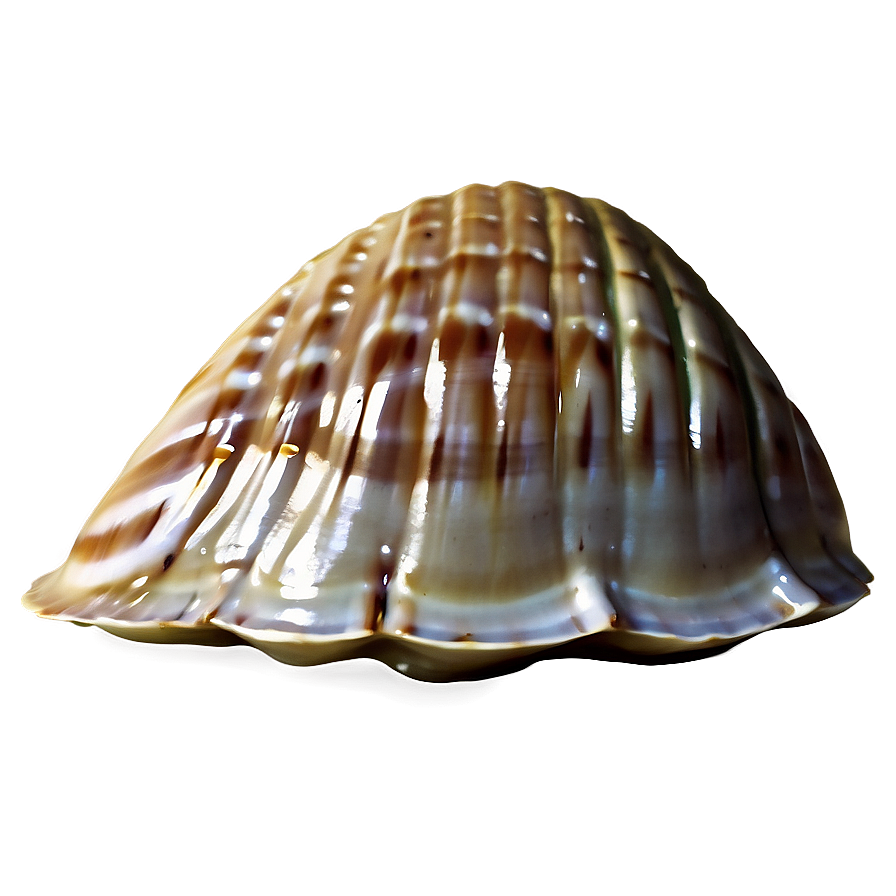 Closed Clam Shell Png Dij32 PNG