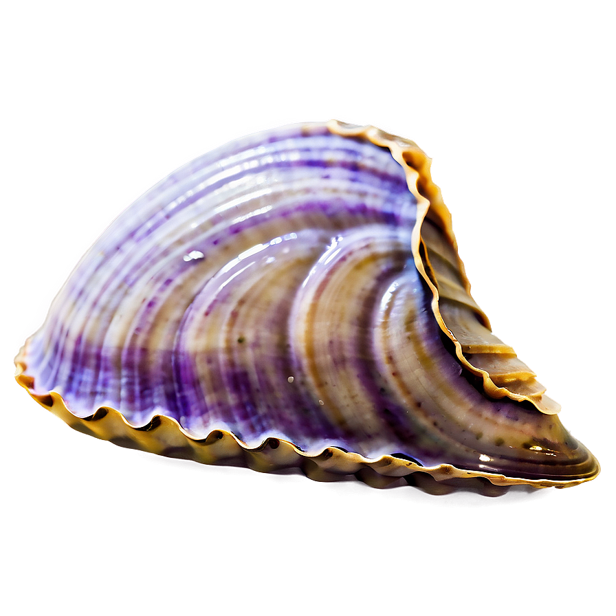 Closed Clam Shell Png Wqr PNG