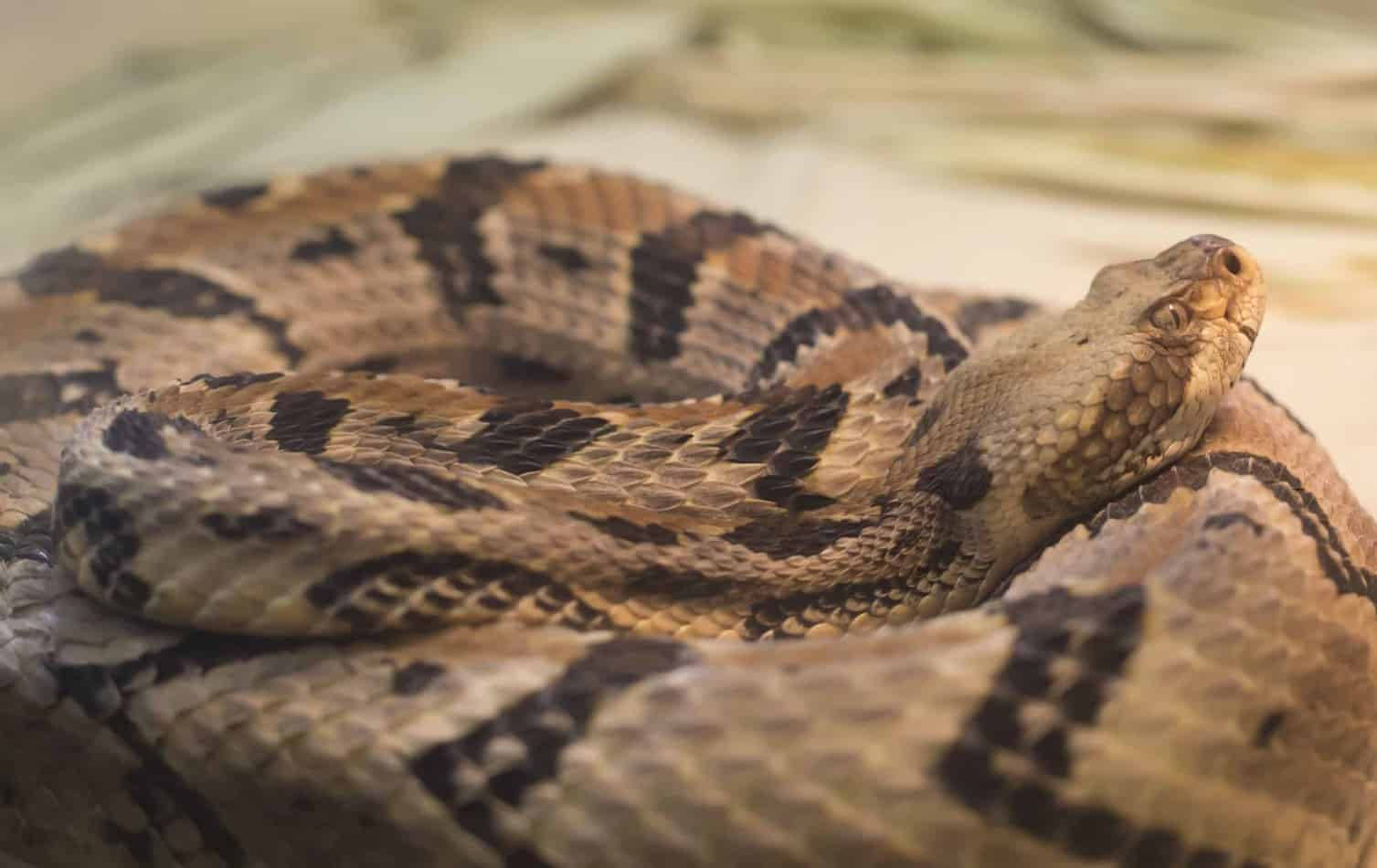 Closer Look Of Timber Rattler Snake Background