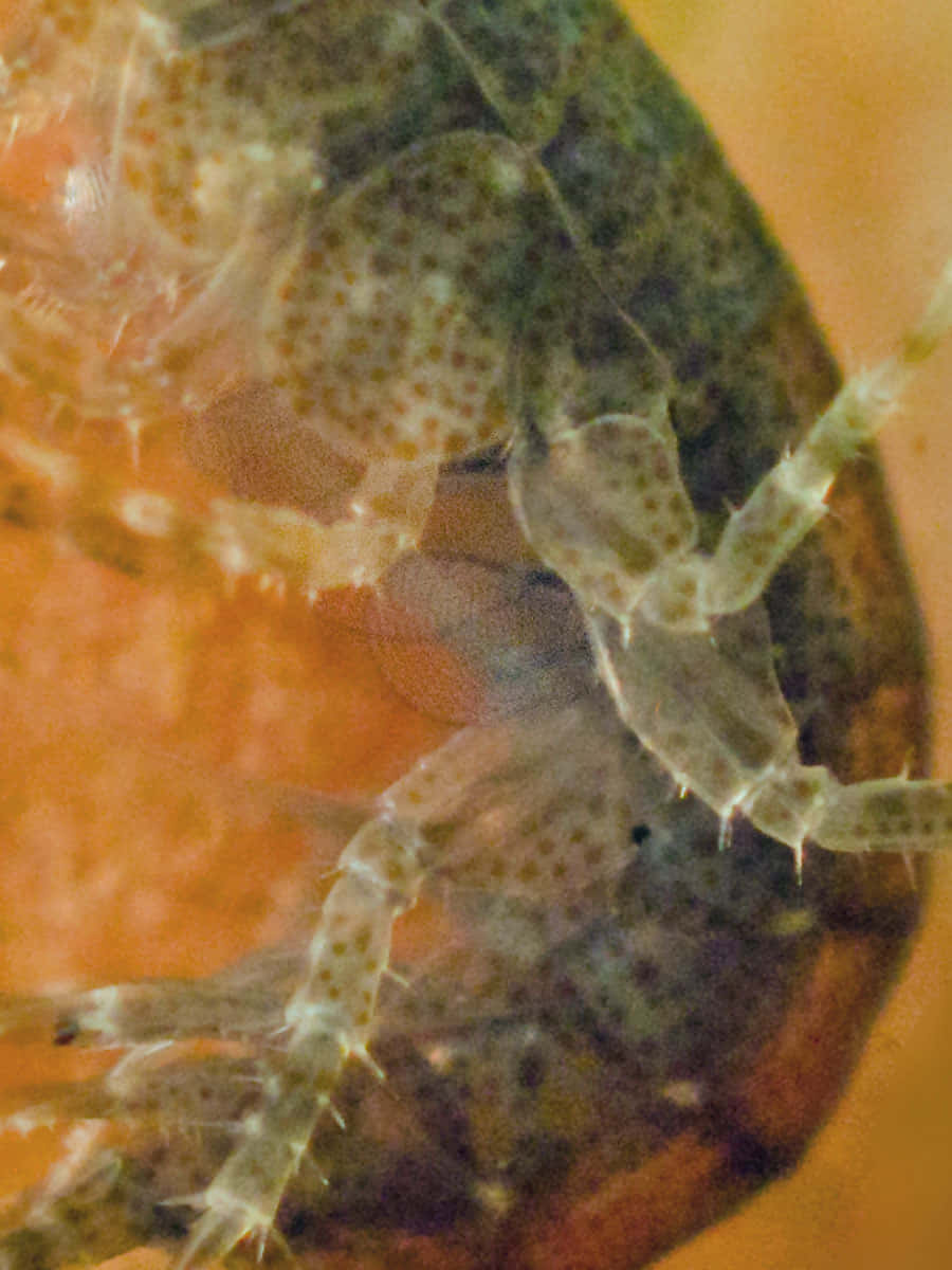 Closeup Amphipod Translucent Exoskeleton Wallpaper