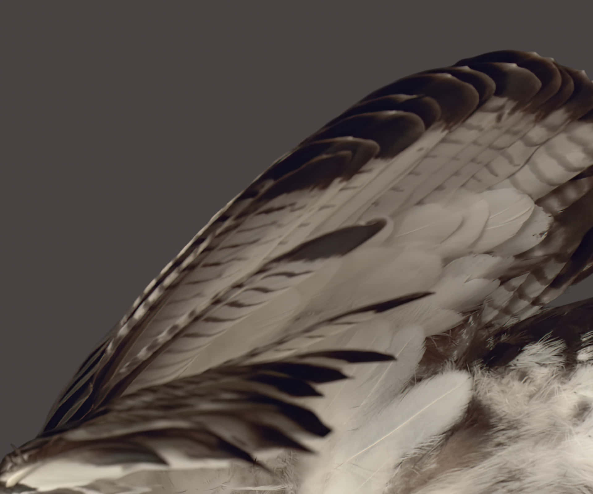 Closeup Bird Wing Feathers Wallpaper