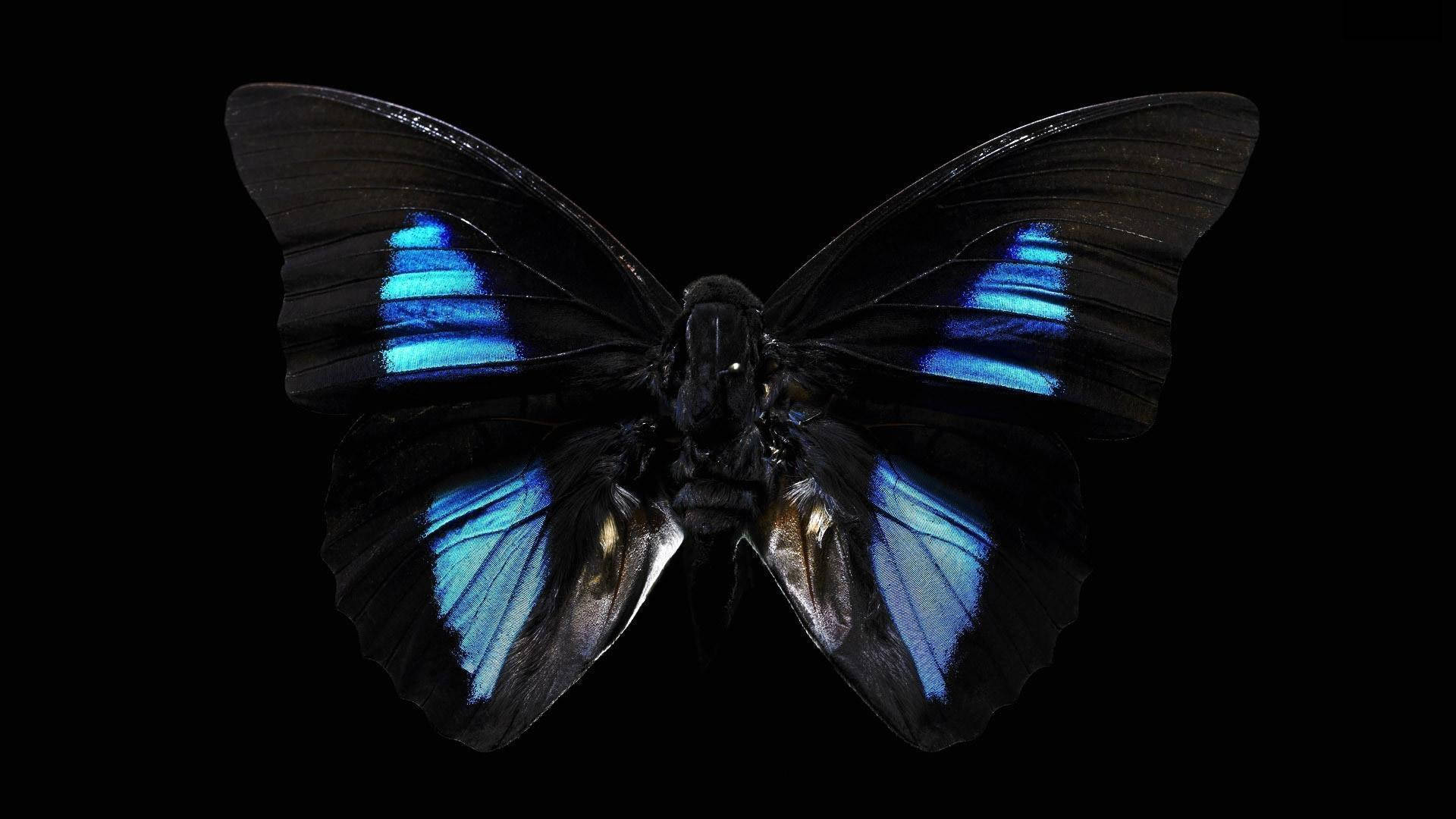 Closeup Black Butterfly With Blue Spots Wallpaper