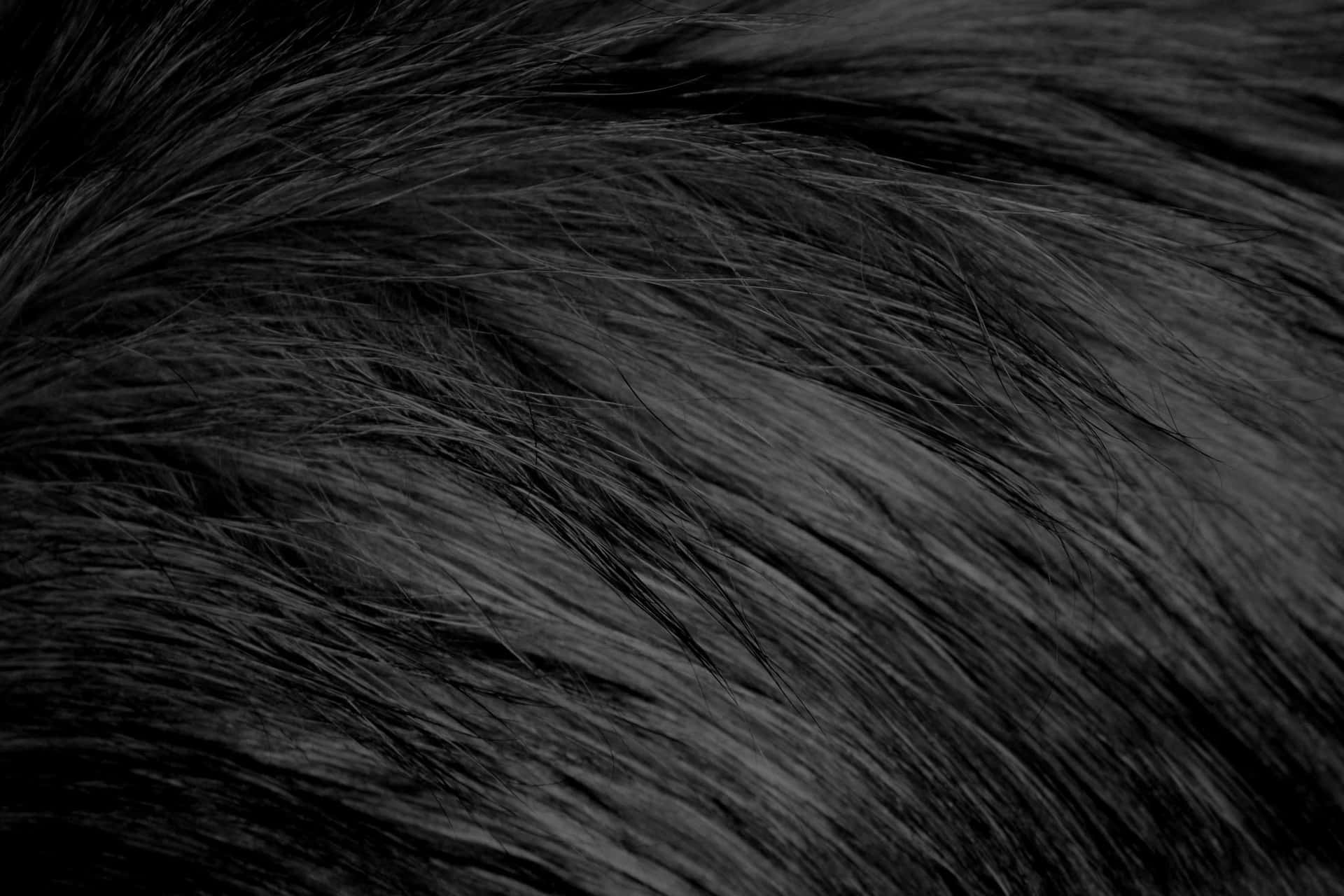 Closeup Black Textured Hair Wallpaper