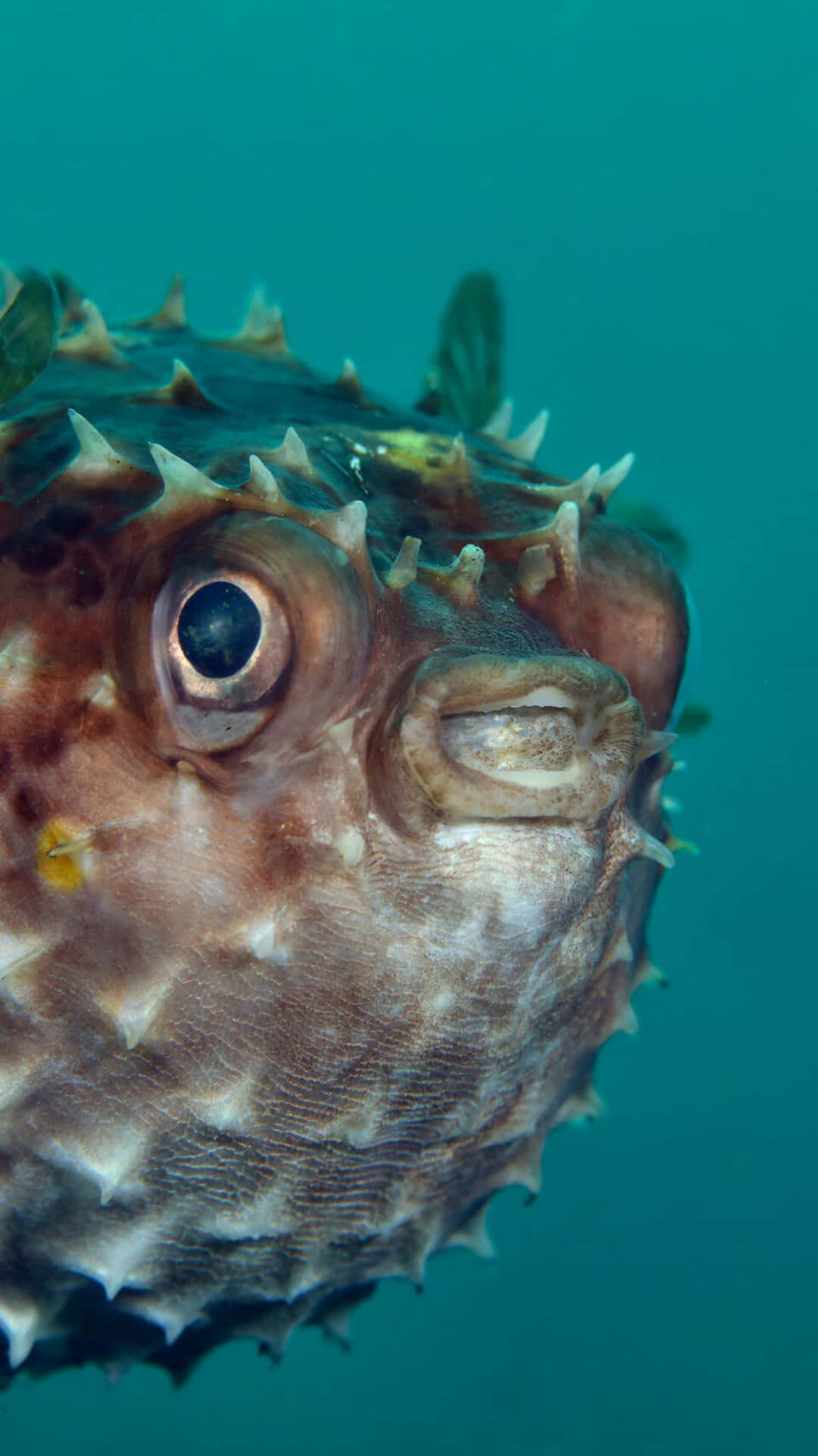 Closeup Blowfish Underwater.jpg Wallpaper
