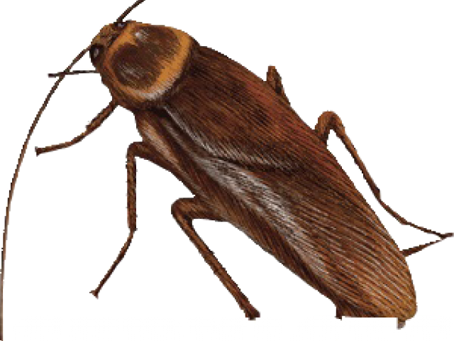 Closeup Brown Cockroach Graphic PNG
