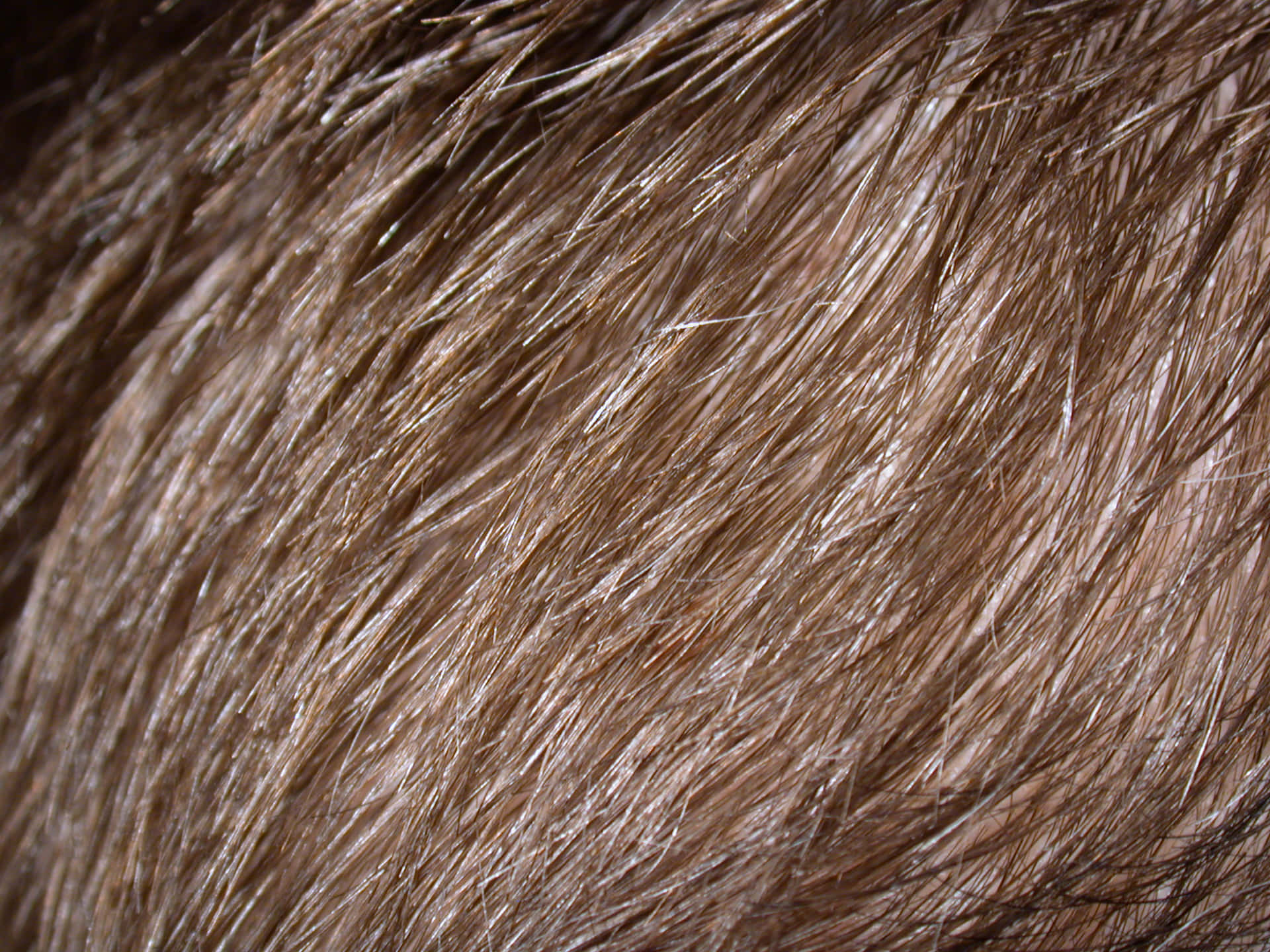 Closeup Brown Textured Hair Wallpaper