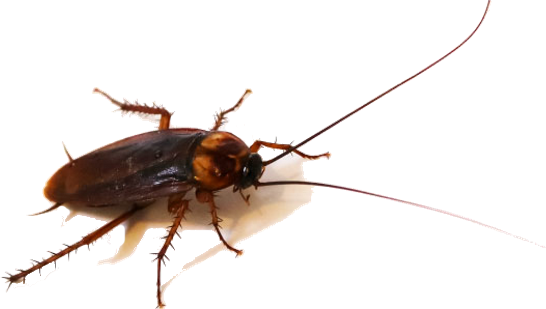 Closeup Cockroach Transparent Background PNG