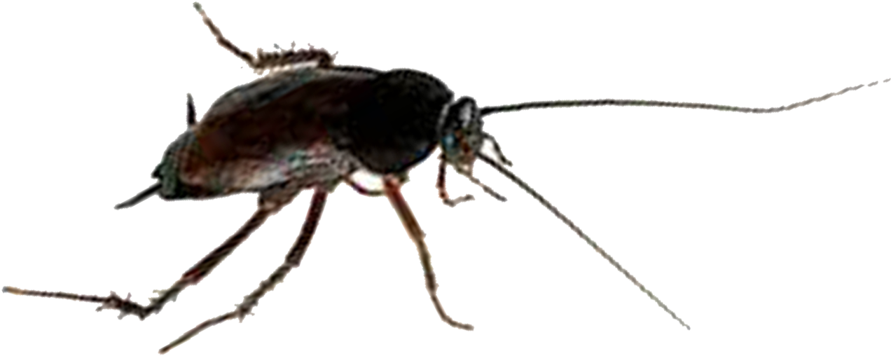 Closeup Cockroach Transparent Background PNG