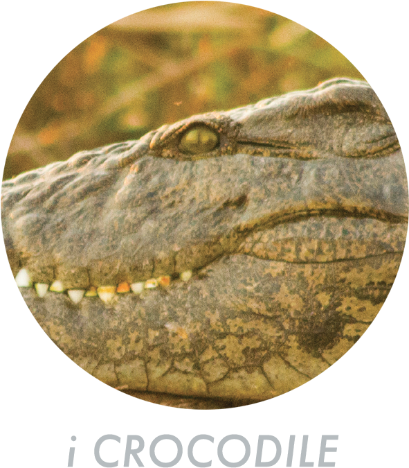 Closeup Crocodile Eyeand Teeth PNG
