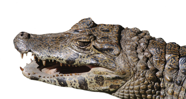 Closeup Crocodile Head PNG