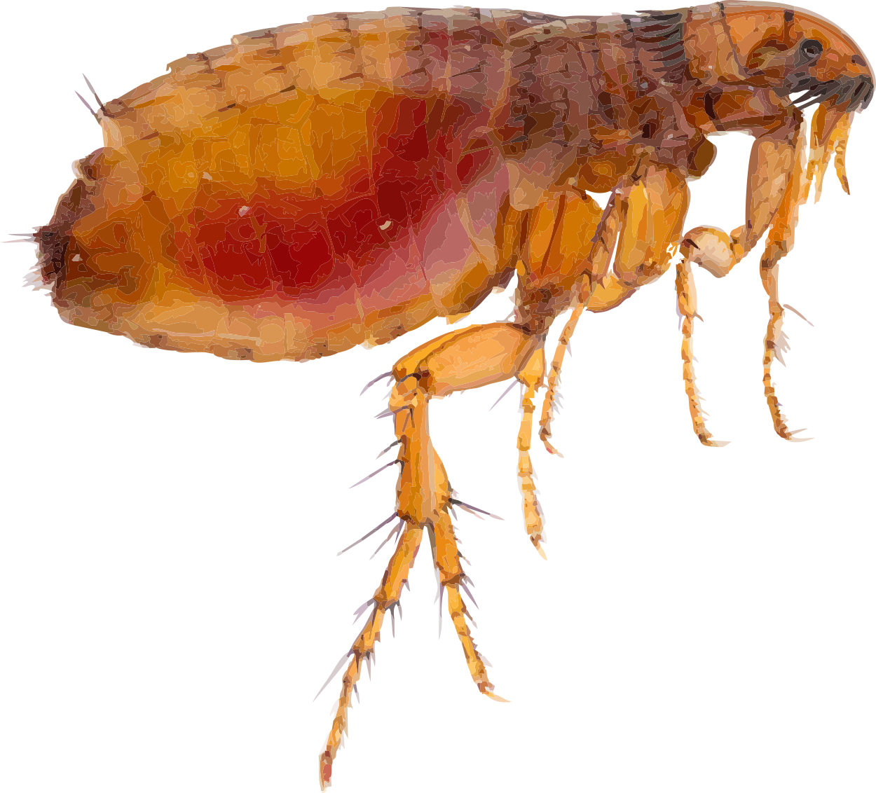 Closeup Flea Illustration.png PNG