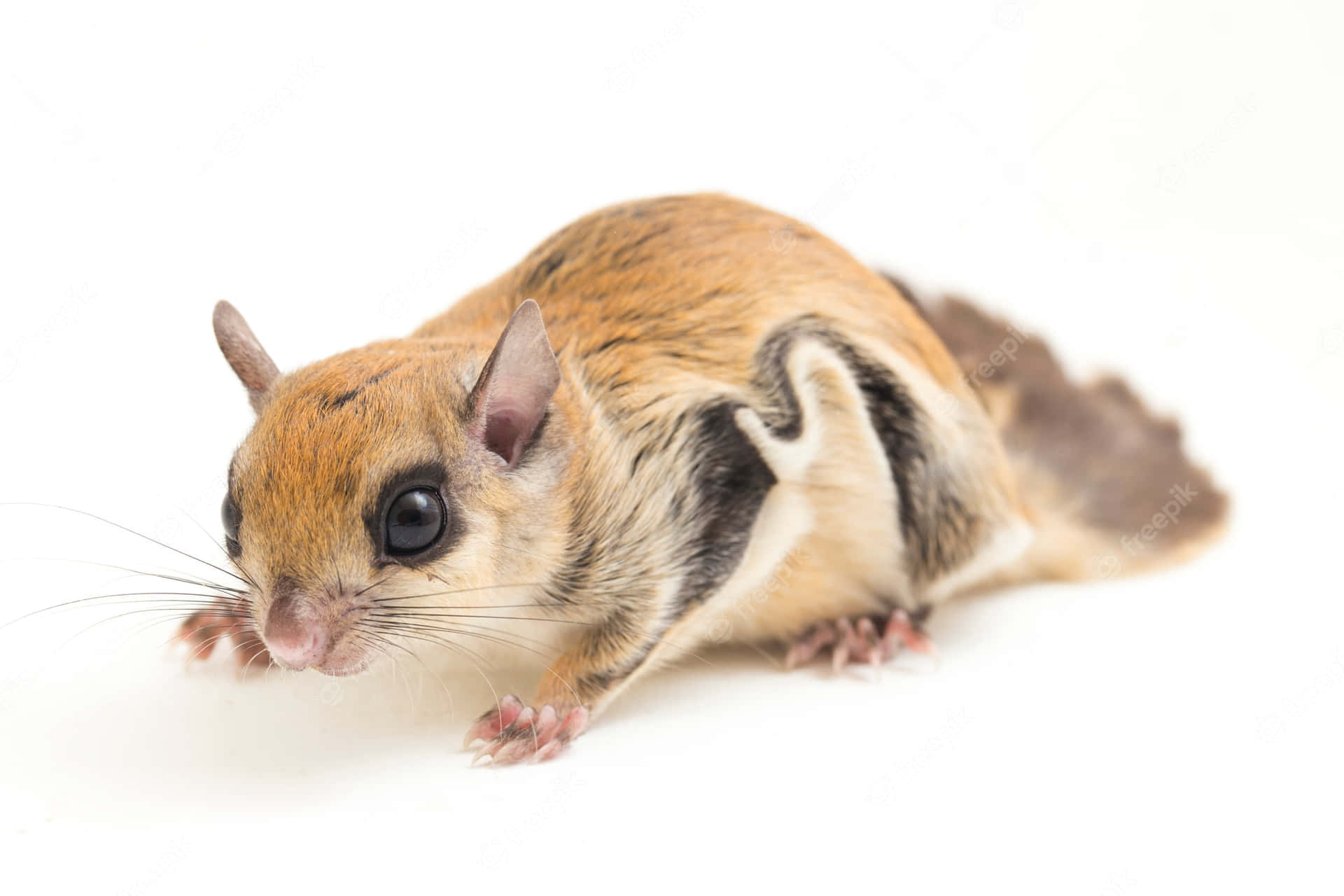 Closeup Flying Squirrel White Background Wallpaper