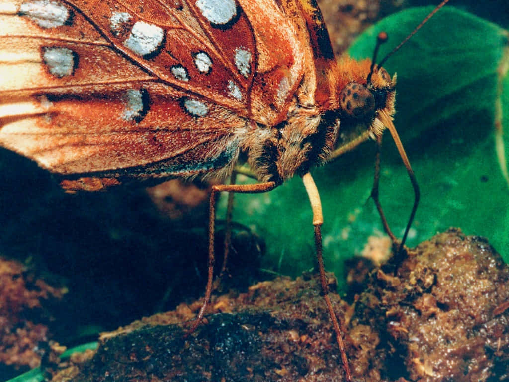 Closeup Fritillary Butterfly Wallpaper