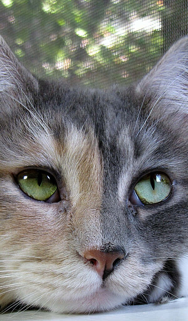 Gros Plan Sur Le Visage D'un Chat Aux Yeux Verts.jpg Fond d'écran