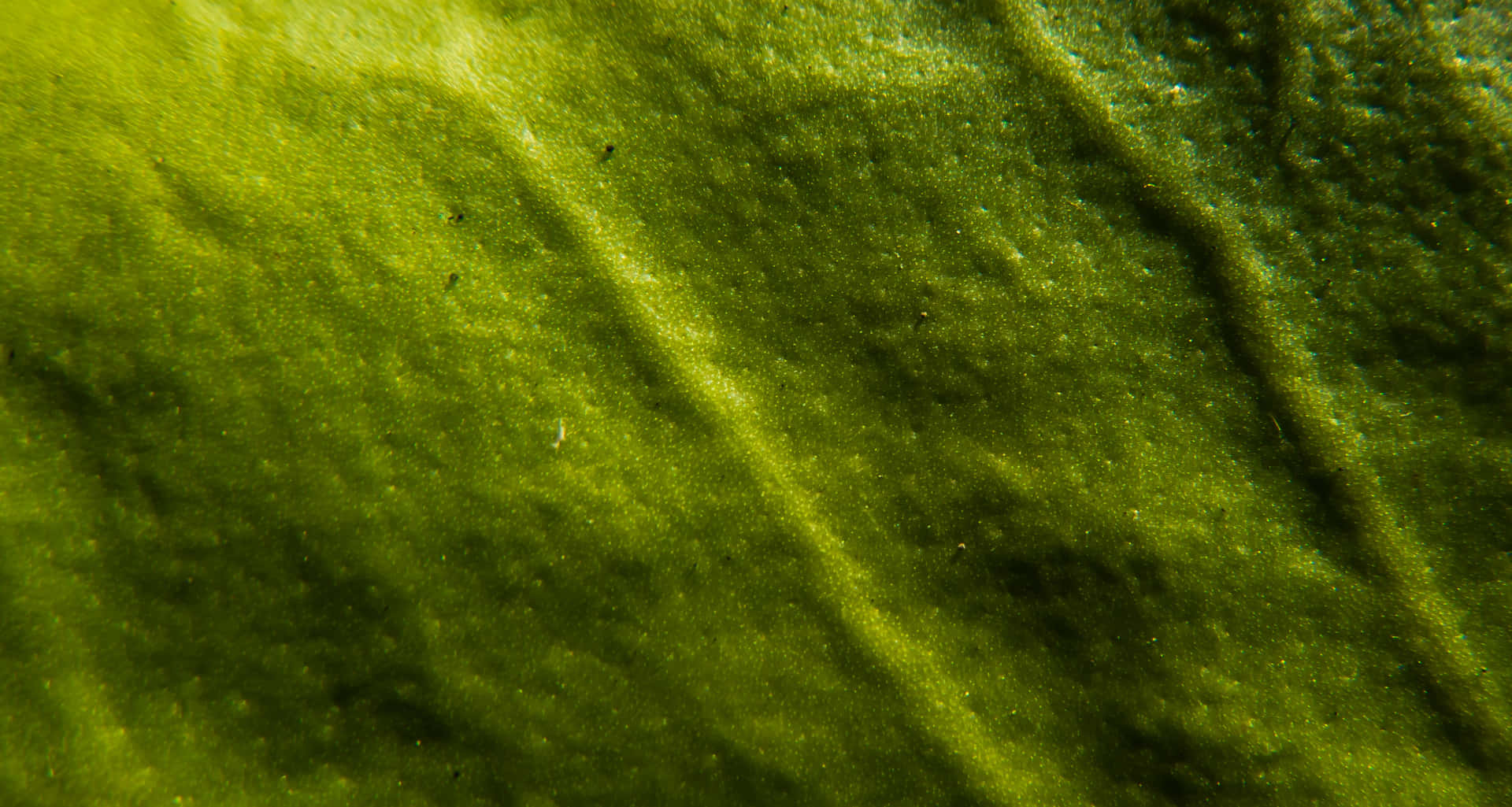 Closeup Green Leaf Texture Wallpaper