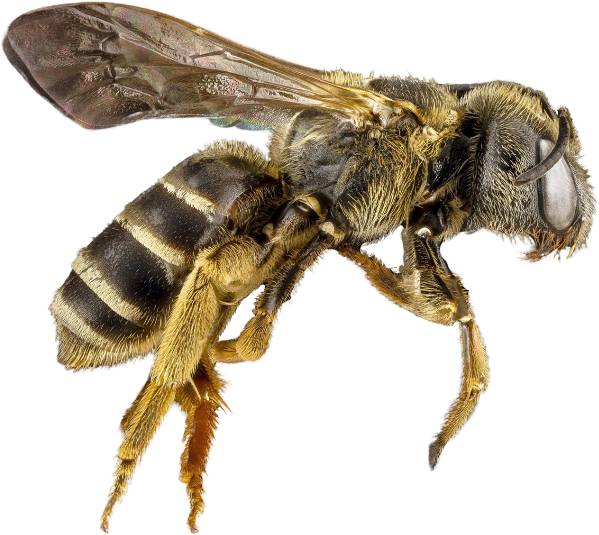 Closeup Honey Bee Transparent Background.png PNG