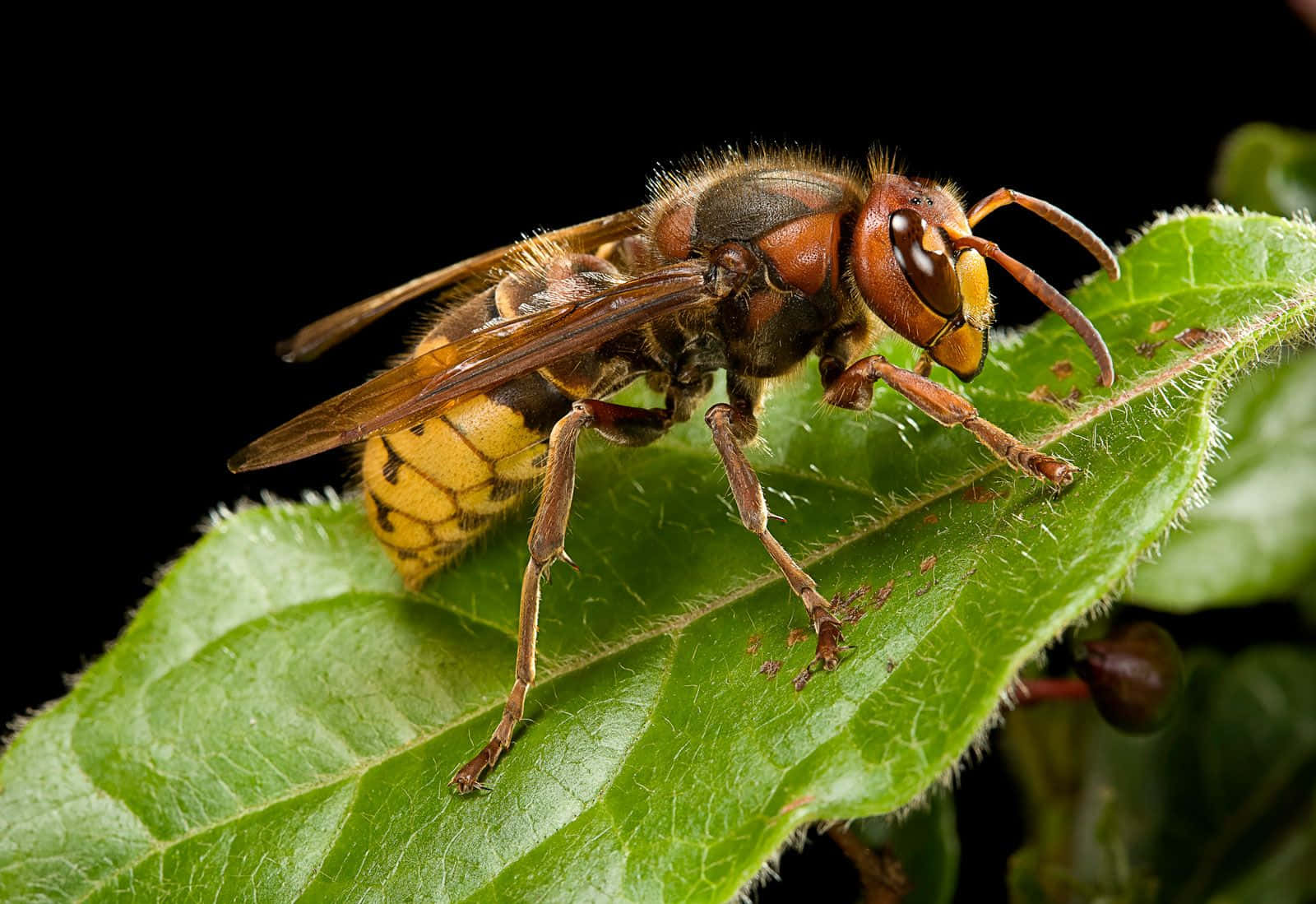 Closeup Hornet On Leaf Wallpaper