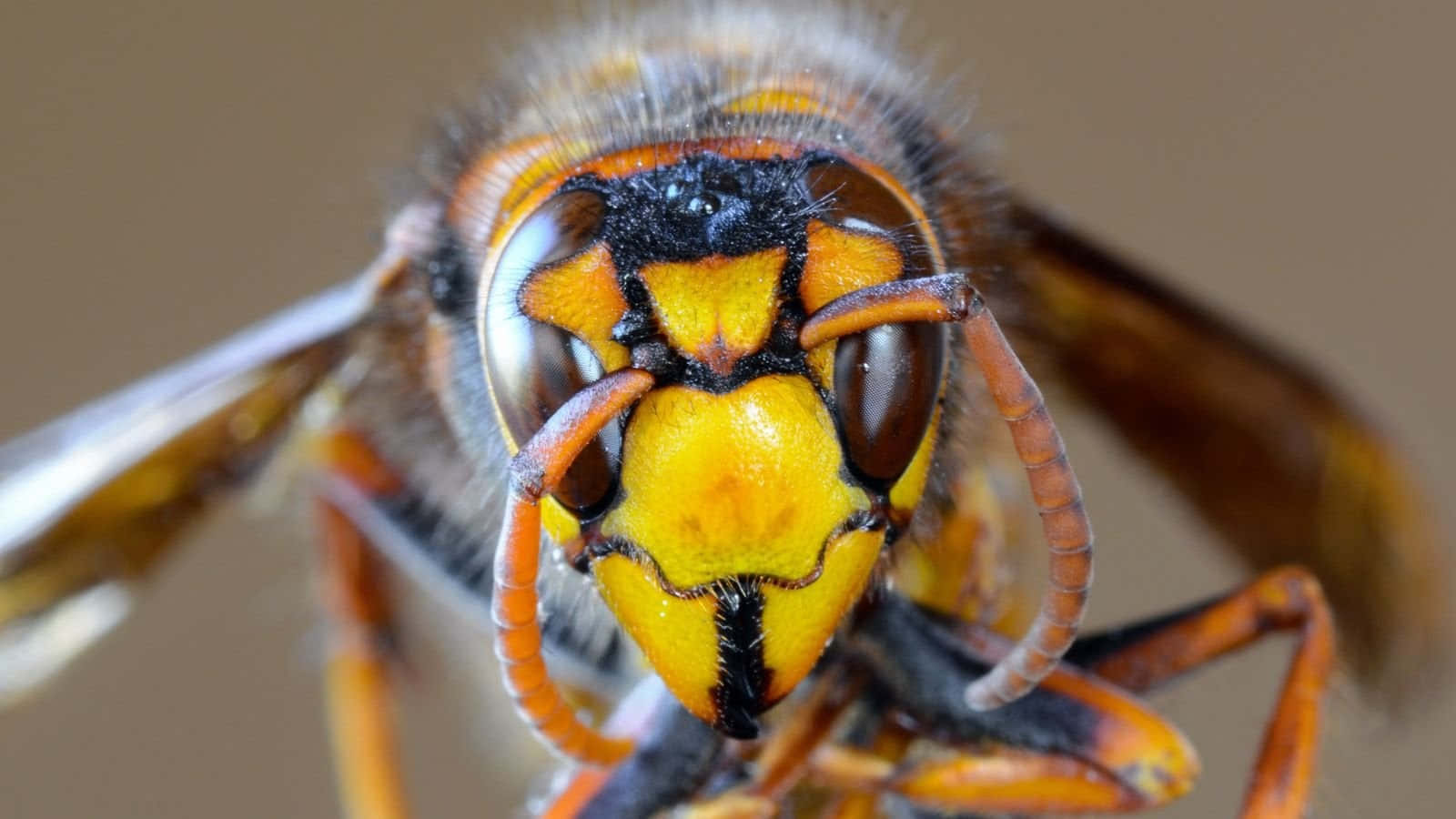 Closeup Hornet Portrait Wallpaper