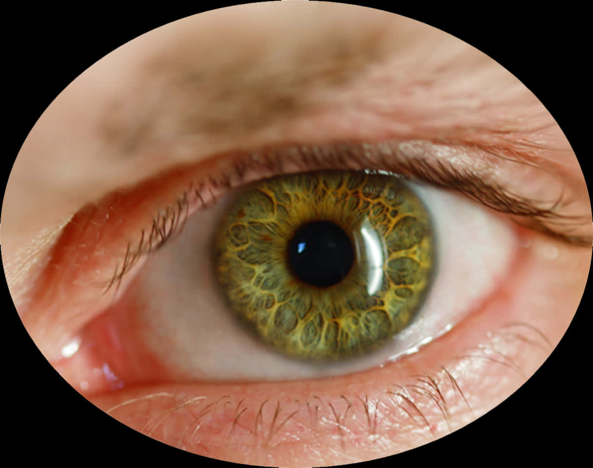 Closeup Human Eye Detail PNG