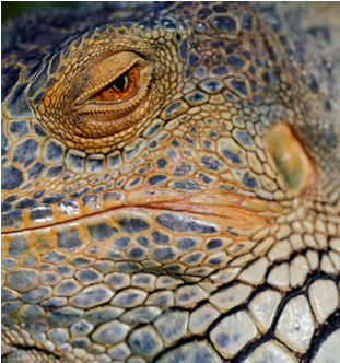 Closeup Iguana Eyeand Skin Texture.jpg PNG