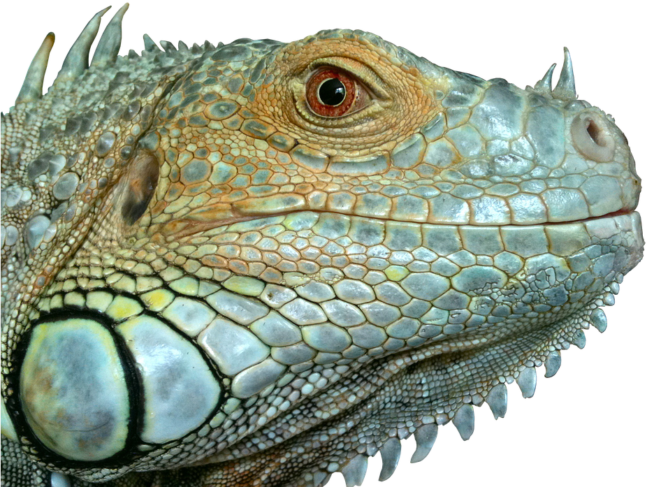 Closeup Iguana Portrait Reptile Scale Texture PNG