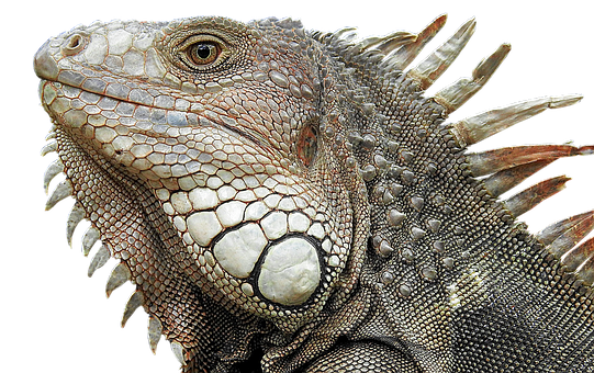 Closeup Iguana Portrait PNG