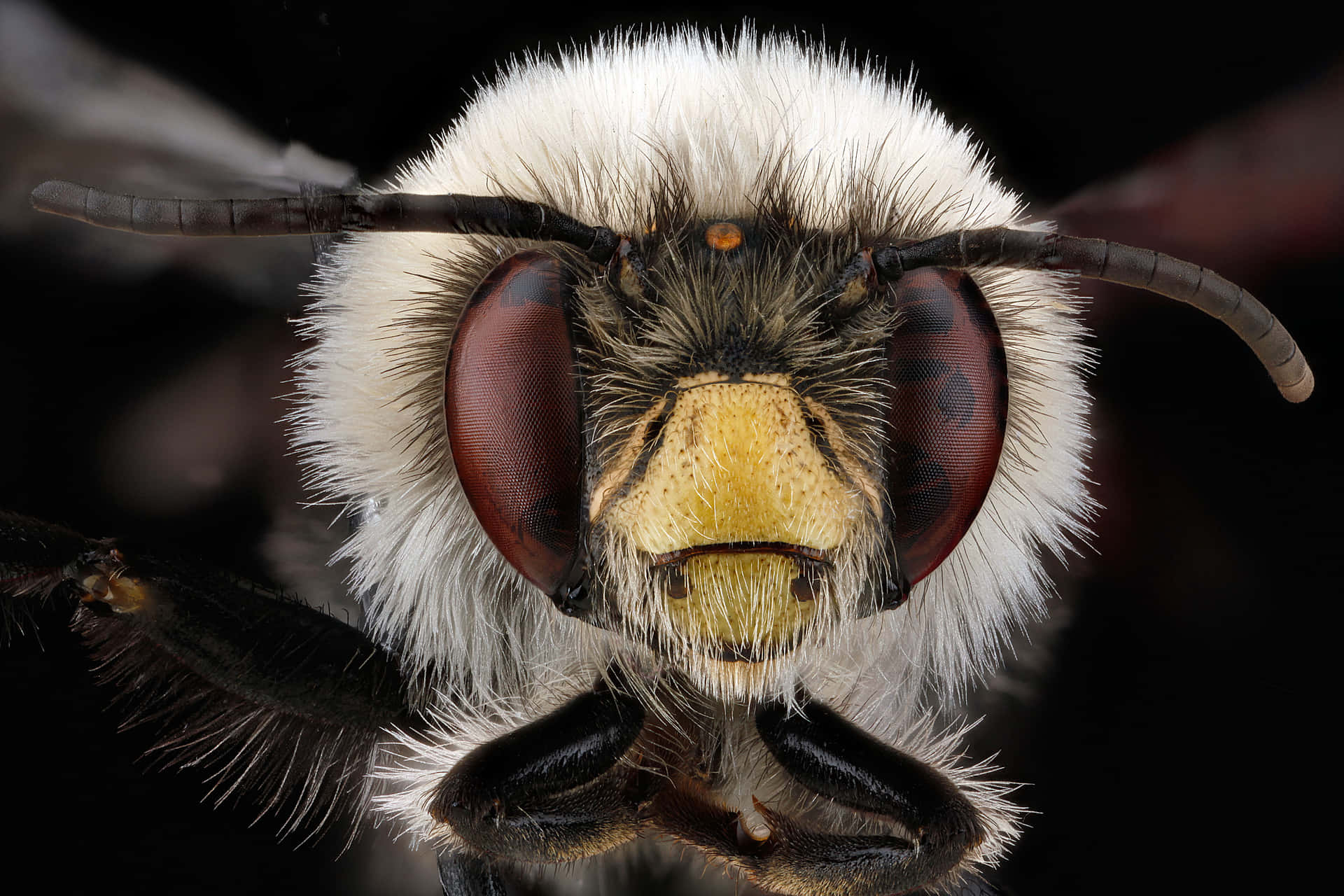 Closeup Mining Bee Face Wallpaper