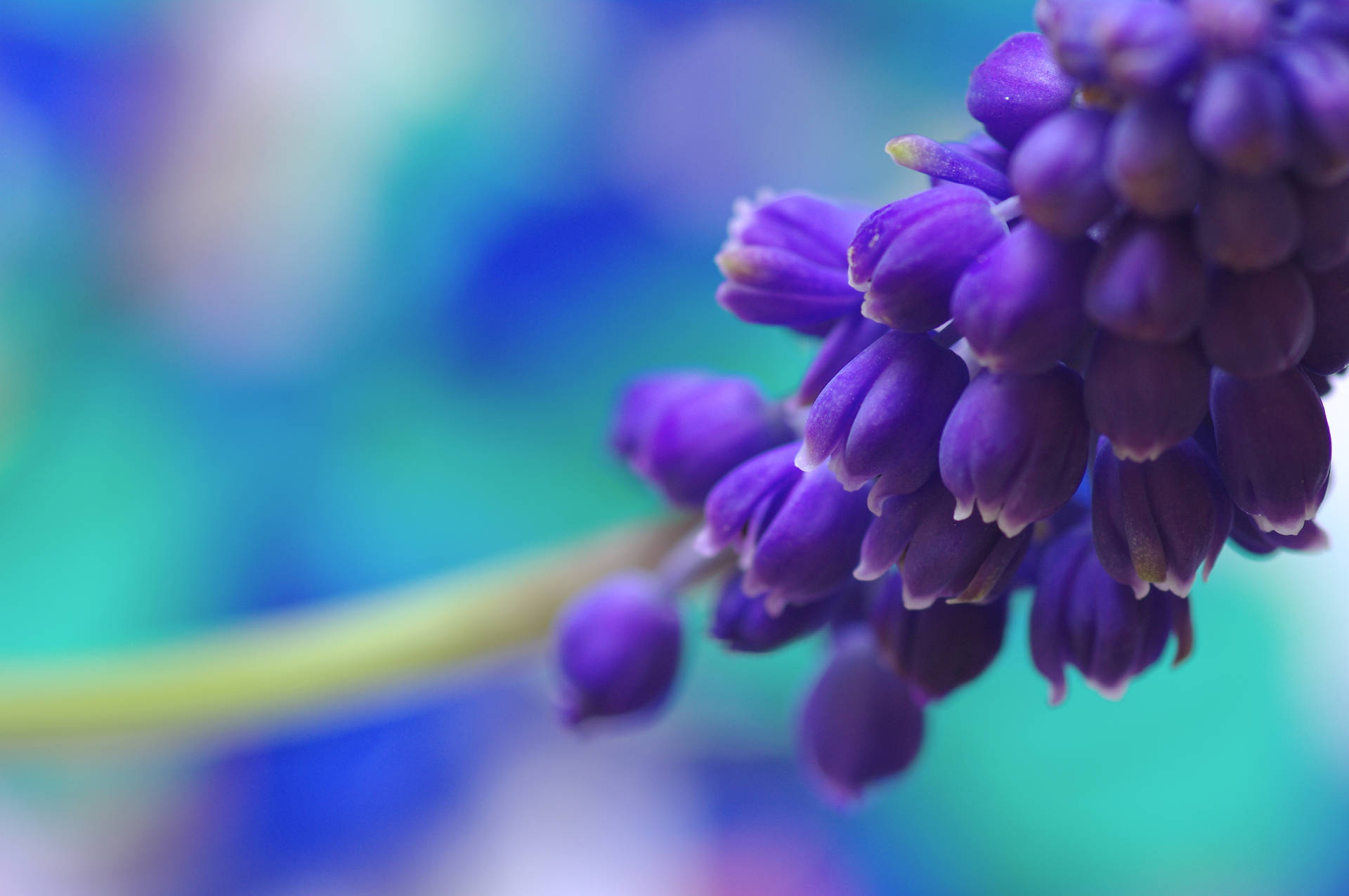Closeup Of Hyacinth Flower